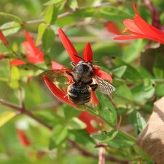 Xylocopa tabaniformis parkinsoniae
