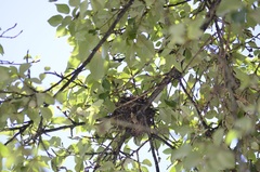 Thraupis sayaca