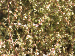 Salsola australis