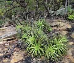 Encholirium spectabile