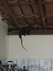Didelphis aurita