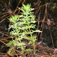 Eupatorium capillifolium