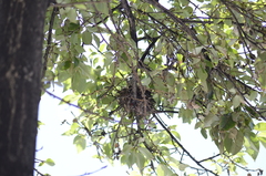 Thraupis sayaca