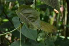 Passiflora ligularis