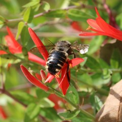 Xylocopa tabaniformis parkinsoniae