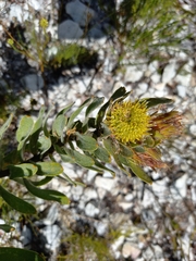 Leucospermum oleifolium