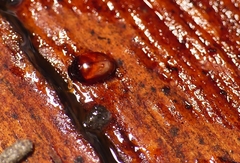Phalacridae