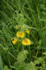 Rhynchocorys orientalis