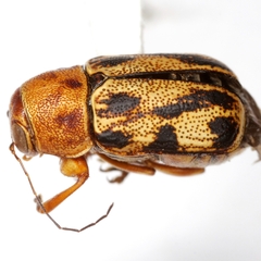 Pachybrachis nobilis