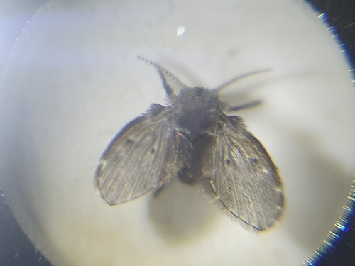 Bathroom Moth Fly