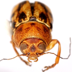 Pachybrachis nobilis