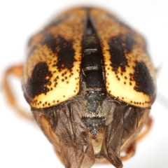 Pachybrachis nobilis