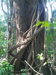 Dolichandra unguis-cati