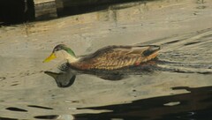 Anas rubripes × platyrhynchos