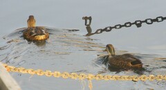 Anas rubripes × platyrhynchos