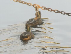 Anas rubripes × platyrhynchos