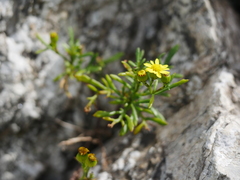 Senecio lautus