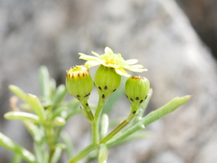 Senecio lautus