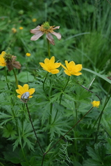 Trollius ranunculinus