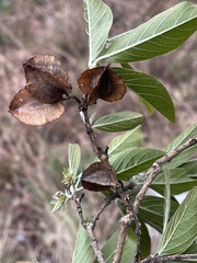 Combretum moggii