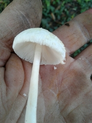 Verrucosporaceae
