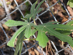 Ficus carica