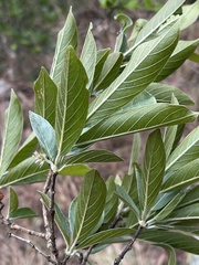 Combretum moggii
