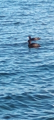 Aythya novaeseelandiae