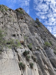 Agave victoriae-reginae