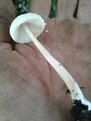 Verrucosporaceae