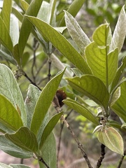 Combretum moggii