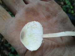 Verrucosporaceae