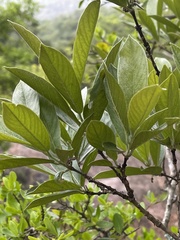 Combretum moggii