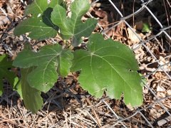 Ficus carica
