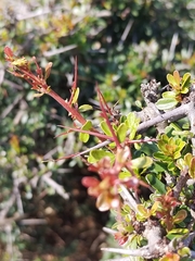 Gymnosporia polyacantha