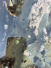 Littorina subrotundata