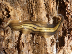 Notogynaphallia quinquestriata