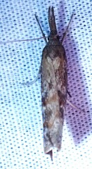 Neodactria luteolellus