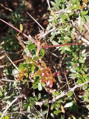 Gymnosporia polyacantha