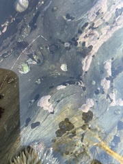 Littorina subrotundata