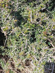 Gymnosporia polyacantha