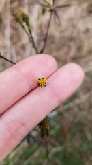 Bidens bipinnata