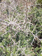 Gymnosporia polyacantha