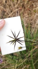 Bidens bipinnata
