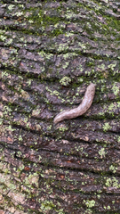 Megapallifera mutabilis