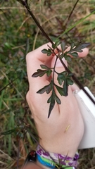 Bidens bipinnata