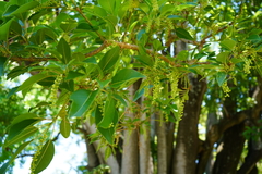 Phytolacca dioica