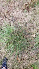 Bidens bipinnata