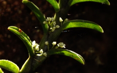 Fernandezia