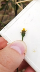 Bidens bipinnata